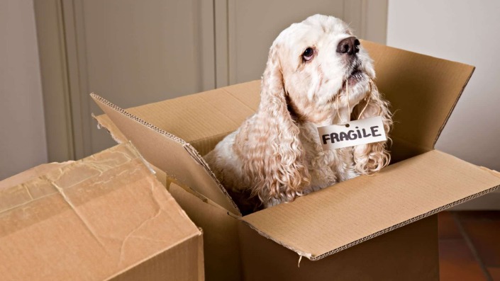 Bringing Pets To Portugal: Best Recommendation From An Expat Bringing Pets To Portugal: Best Recommendation From An Expat